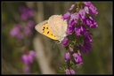 Macro_Hostens-61.jpg