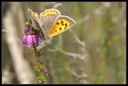 Macro_Hostens-62.jpg