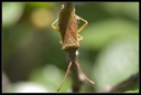 Macro_Hostens-64.jpg