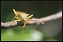 Macro_Hostens-66.jpg