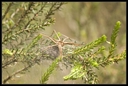 Macro_Hostens-7.jpg