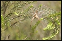 Macro_Hostens-9.jpg