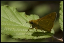 Macro_Hostens2_-10.jpg