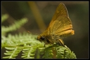 Macro_Hostens2_-11.jpg