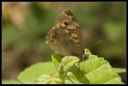 Macro_Hostens2_-6.jpg