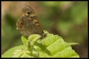 Macro_Hostens2_-7.jpg