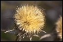 PICT0121.jpg